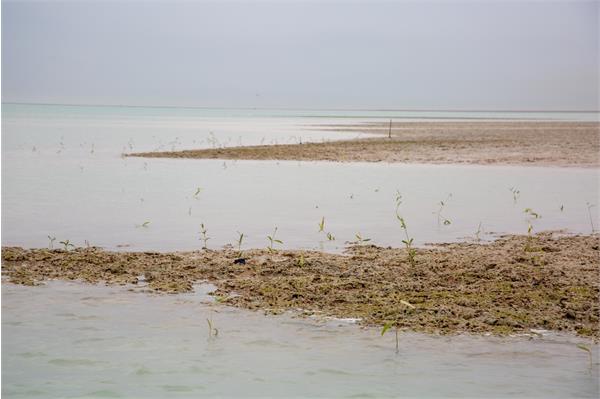 تقدیر مدیرکل سازمان محیط زیست از فجر انرژی/ 30 هزار اصله حرا در خوریات کاشته شد