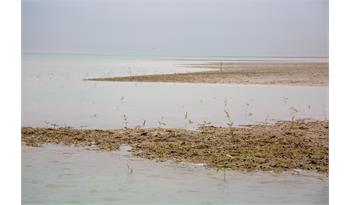 تقدیر مدیرکل سازمان محیط زیست از فجر انرژی/ 30 هزار اصله حرا در خوریات کاشته شد