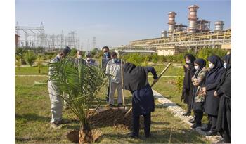 توسعه کیفی و کمی فضای سبز فجر/ 14 نهال خرما در فجر کاشته شد